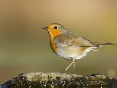 Robin Beside In A Pond, Spain, January by Niall Benvie Pricing Limited Edition Print image