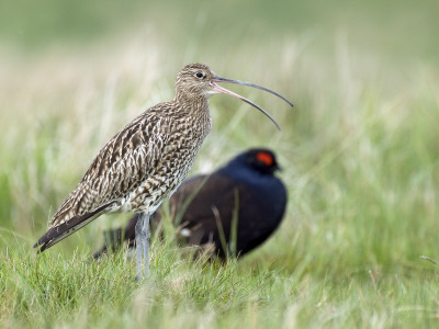 Curlew Calling With Black Grouse In Background, Upper Teesdale, Co Durham, England, Uk by Andy Sands Pricing Limited Edition Print image