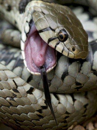 Grass Snake Feigning Death, Hertfordshire, England, Uk by Andy Sands Pricing Limited Edition Print image