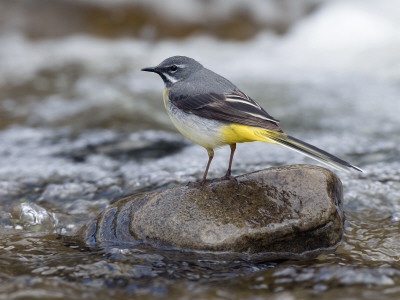 Grey Wagtail Male On Rock In Fast Flowing Upland Stream, Upper Teesdale, Co Durham, England, Uk by Andy Sands Pricing Limited Edition Print image