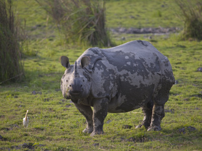 Indian Rhinoceros With Egret Beside, Kaziringa Np, Assam, India by T.J. Rich Pricing Limited Edition Print image