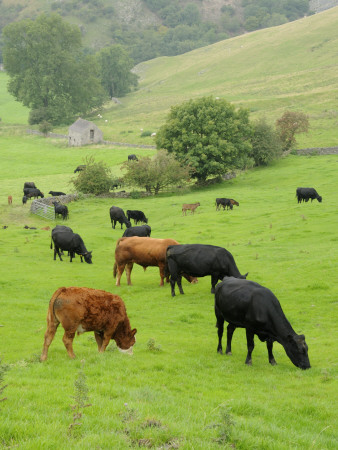 Domestic Cattle On Grazing Meadows, Peak District Np, Derbyshire, Uk by Gary Smith Pricing Limited Edition Print image