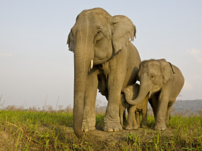 Indian Elephant Mother With 5-Day Baby And Its Older Sibling, Controlled Conditions, Assam, India by T.J. Rich Pricing Limited Edition Print image