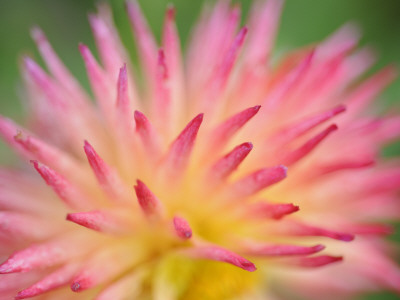 Dahlia Cultivar Abstract Close Up Of Petal Formation, Uk by Gary Smith Pricing Limited Edition Print image