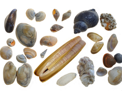 Collection Of Shells by Philippe Clement Pricing Limited Edition Print image