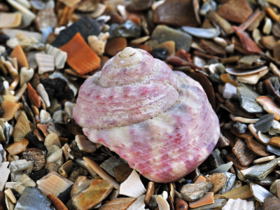 Turban Top Shell On Beach, Mediterranean, France by Philippe Clement Pricing Limited Edition Print image
