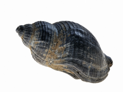 Common Whelk From The North Sea, Belgium by Philippe Clement Pricing Limited Edition Print image
