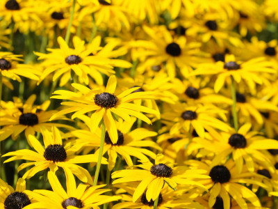 Rudbeckia Flowers, Norfolk, Uk by Gary Smith Pricing Limited Edition Print image