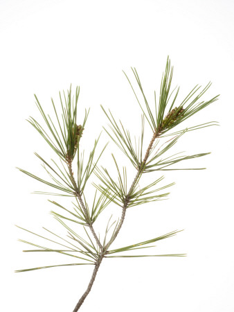 Young Cones On Twig Of Aleppo Pine Tree Spain by Niall Benvie Pricing Limited Edition Print image