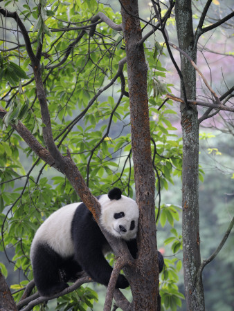 Giant Panda Climbing In A Tree Bifengxia Giant Panda Breeding And Conservation Center, China by Eric Baccega Pricing Limited Edition Print image