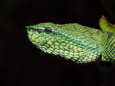 Temple Wagler's Pit Viper Bako National Park, Sarawak, Borneo by Tony Heald Pricing Limited Edition Print image