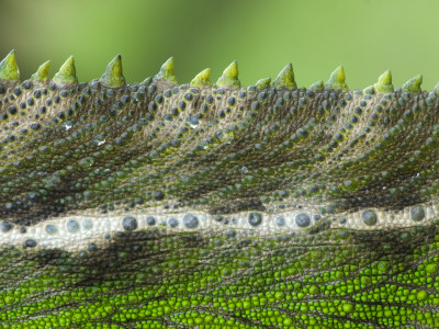 Oustalet's Chameleon Close-Up Of The Spines On Its Back, Madagascar by Edwin Giesbers Pricing Limited Edition Print image