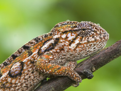 Jewel Chameleon Portrait, Madagascar by Edwin Giesbers Pricing Limited Edition Print image