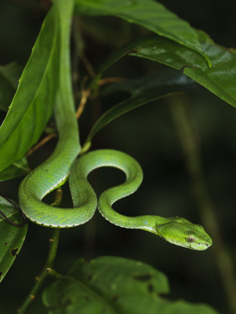 Pope's Pit Viper Danum Valley, Sabah, Borneo by Tony Heald Pricing Limited Edition Print image