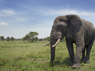 African Elephant Tanzania by Edwin Giesbers Pricing Limited Edition Print image