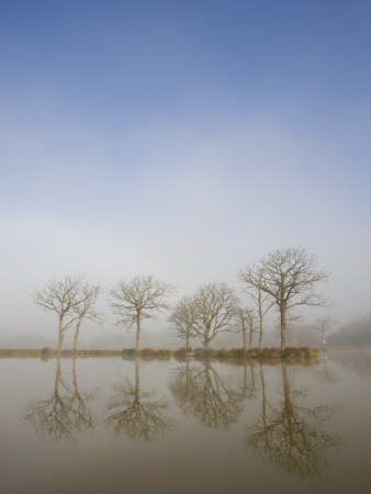 Trees Reflecting In Fishing Pond On Misty Morning At Morchard Road, Mid Devon, England by Adam Burton Pricing Limited Edition Print image