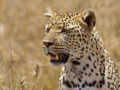 Leopard Portrait, Tanzania by Edwin Giesbers Pricing Limited Edition Print image