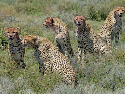 Cheetah Mother With Juveniles With Blooded Faces After Feeding, Tanzania by Edwin Giesbers Pricing Limited Edition Print image