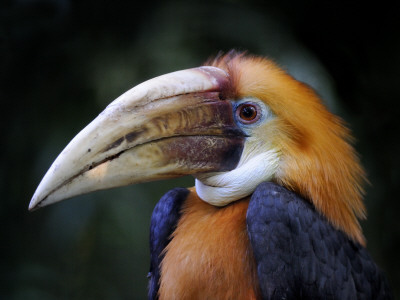 Head Portrait Of Papuan Hornbill, Southeast Asia by Eric Baccega Pricing Limited Edition Print image