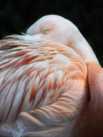 Chilean Flamingo Resting Head Under Wing, From South America by Eric Baccega Pricing Limited Edition Print image