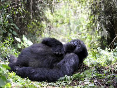 Female Mountain Gorilla Resting, Volcanoes National Park, Rwanda, Africa by Eric Baccega Pricing Limited Edition Print image