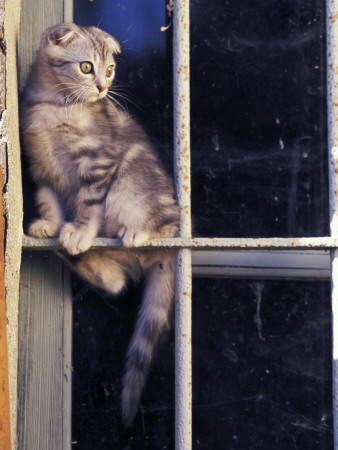 Scottish Fold Cat Balanced On Window Bar, Italy by Adriano Bacchella Pricing Limited Edition Print image