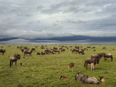 Wildebeest Herd With Calves, Ngorongoro Crater, Tanzania by Edwin Giesbers Pricing Limited Edition Print image