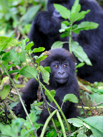 Young Mountain Gorilla Sitting, Volcanoes National Park, Rwanda, Africa by Eric Baccega Pricing Limited Edition Print image