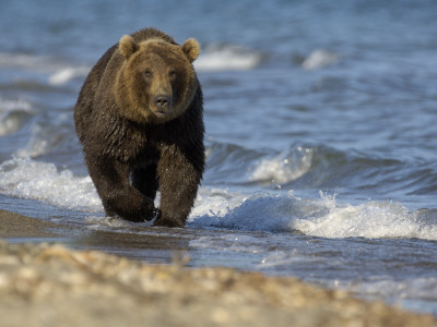 Brown Bear Beside Water, Kronotsky Nature Reserve, Kamchatka, Far East Russia by Igor Shpilenok Pricing Limited Edition Print image