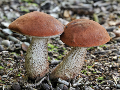 Orange Oak Bolete Fungus, Belgium by Philippe Clement Pricing Limited Edition Print image