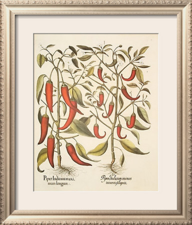 Red Peppers by Basilius Besler Pricing Limited Edition Print image