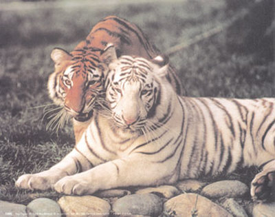 Two Tigers by Ron Kimball Pricing Limited Edition Print image