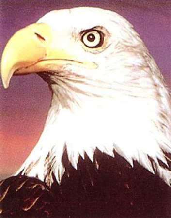 Eagle Portrait by Ron Kimball Pricing Limited Edition Print image