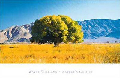 Nature's Colors by Wayne Williams Pricing Limited Edition Print image