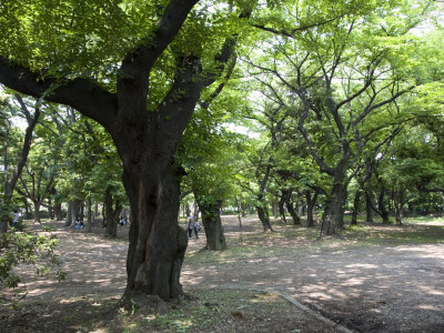 Jingu Gaien Park, Shinjuku-Ku by Noboru Komine Pricing Limited Edition Print image