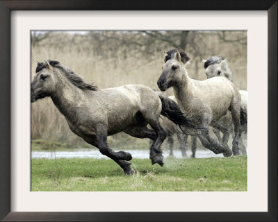 Wild Konik Stallions Near Gelting, Germany by Heribert Proepper Pricing Limited Edition Print image