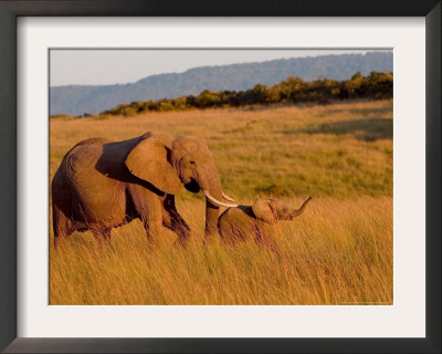 Elephant And Offspring, Masai Mara Wildlife Reserve, Kenya by Vadim Ghirda Pricing Limited Edition Print image