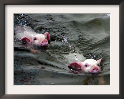 Pigs Compete Swimming Race At Pig Olympics Thursday April 14, 2005 In Shanghai, China by Eugene Hoshiko Pricing Limited Edition Print image