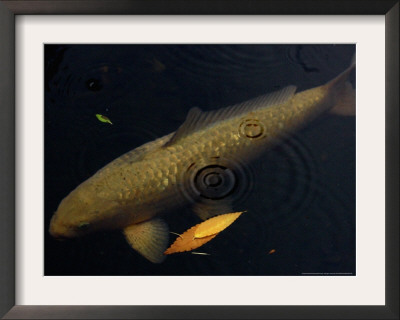 A Colorful Koi Swims Past A Floating Autumn Leaf by Rick Bowmer Pricing Limited Edition Print image