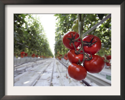 Tomato Greenhouse, Madison, Maine by Robert F. Bukaty Pricing Limited Edition Print image