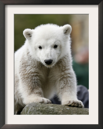 Sick Polar Bear Cub, Berlin, Germany by Michael Sohn Pricing Limited Edition Print image