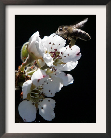 Bee And Pear Blossom, Bruchkoebel, Germany by Ferdinand Ostrop Pricing Limited Edition Print image