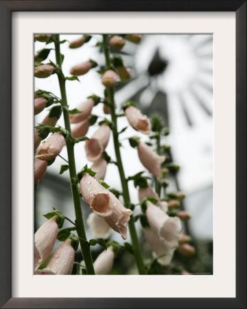 Chelsea Flower Show, London, England by Sang Tan Pricing Limited Edition Print image