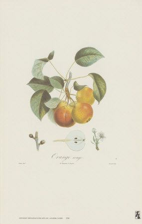 Pears, Orange Rouge by Francois Langlois Pricing Limited Edition Print image