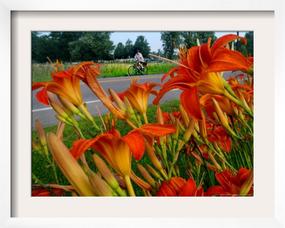 A Bicyclist Passes A Stand Of Orange Daylilies On Us Route 2 In Grand Isle, Vermont, July 11, 2006 by Rob Swanson Pricing Limited Edition Print image