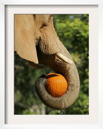 Elephant Grabs A Pumpkin Treat Sunday, October 29, 2006, During Metroboo At Miami Metrozoo In Miami by Wilfredo Lee Pricing Limited Edition Print image