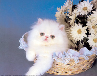 Kitten With Daisies by Diane Leis Pricing Limited Edition Print image