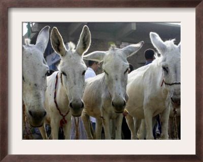 Egyptian Veterinian Ahmed Rostom, Center, Passes By A Line Of Donkeys For Sale by Hasan Jamali Pricing Limited Edition Print image