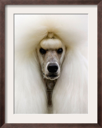 Mexico World Dog Show 2007 by Eduardo Verdugo Pricing Limited Edition Print image