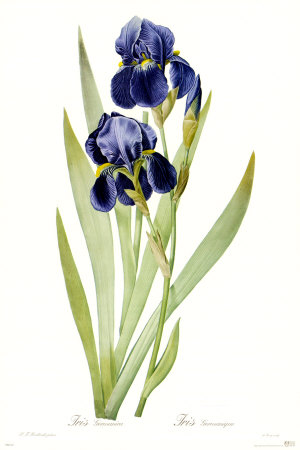Iris Germanica by Pierre-Joseph Redoute Pricing Limited Edition Print image